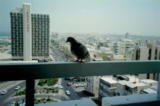 [Pigeon and skyline]