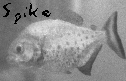 [Spike, the one-eyed Piranha]