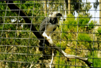 Bird of prey