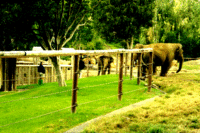 Dancing elephants