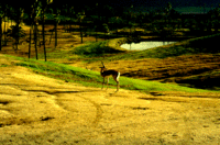 Deer