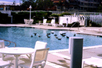 Ducks