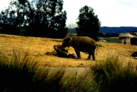 Another elephant