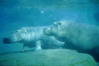 If I were that fat...