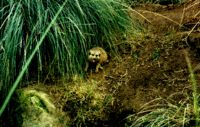 Meercat