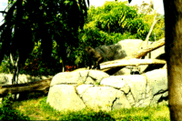 Ape on a rock