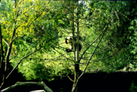 Panda in a tree