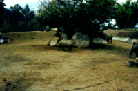 Rhino