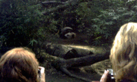 Sleeping Panda