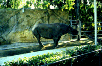 Rhino