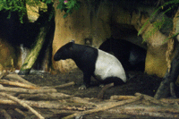 Tapir