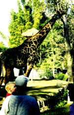 Giraffe