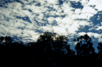 Herron silhouette