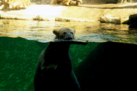 Polar bear in the water